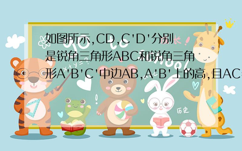 如图所示,CD,C'D'分别是锐角三角形ABC和锐角三角形A'B'C'中边AB,A'B'上的高,且AC=A'C',CD=