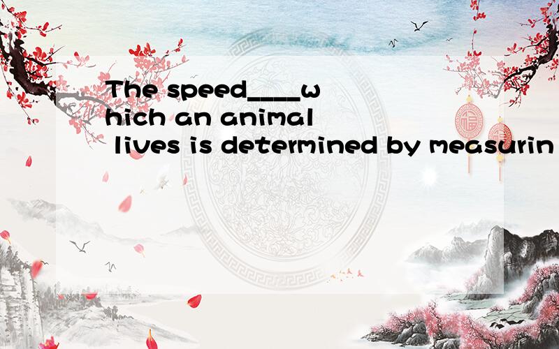 The speed____which an animal lives is determined by measurin