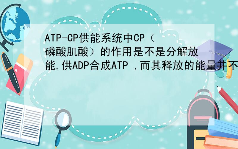 ATP-CP供能系统中CP（磷酸肌酸）的作用是不是分解放能,供ADP合成ATP ,而其释放的能量并不能够被机体直接