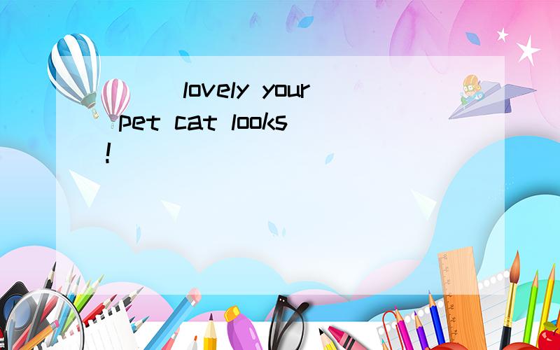 ___lovely your pet cat looks!