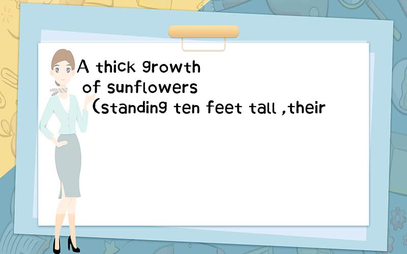 A thick growth of sunflowers （standing ten feet tall ,their